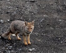IMG_5724 08/10/2019 - Le renard du parking de la route qui monte au volcan Osorno est toujours fidèle au poste cinq mois après notre première rencontre. On n'ose pas le...